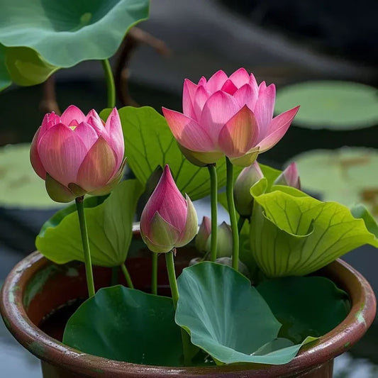 ZenBloom™ Sacred Lotus Kit